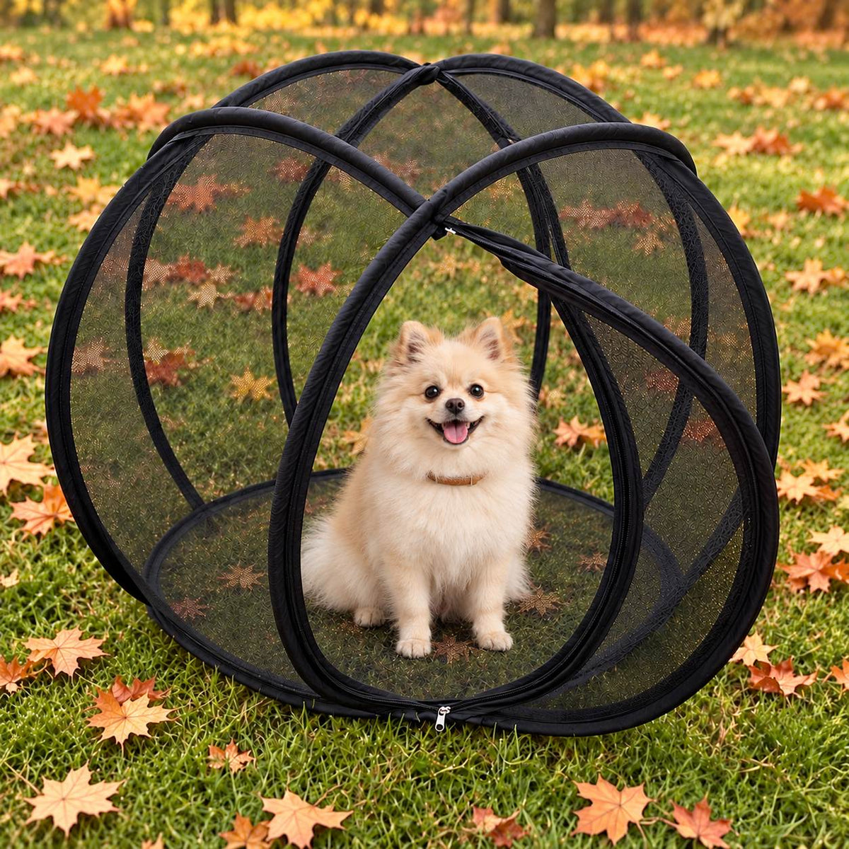 Bean, a small cream Pomeranian, inside a black mesh playpen with one full-height open mesh door, mesh roof and floor, and zipper slider at the bottom. AI-generated scene.